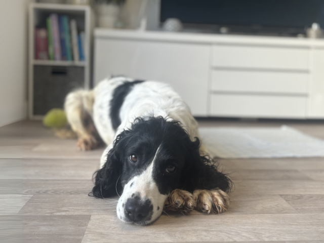 A dog laying on the floor in a home