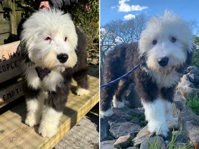 Apple Bee the Old English Sheepdog