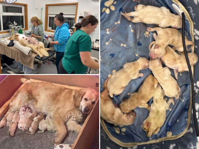 Newborn puppies born after a c-section