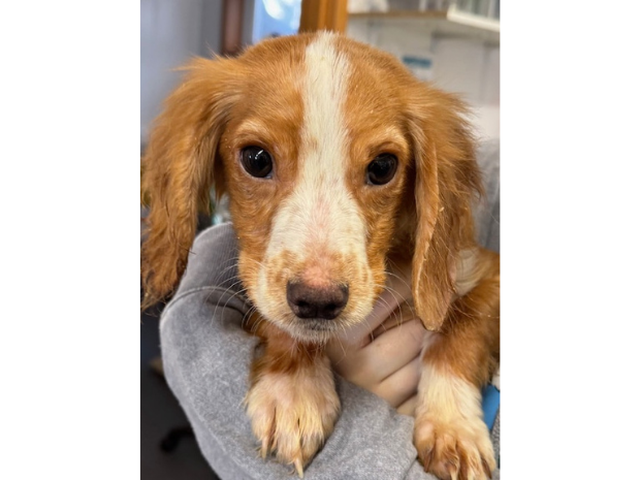 A cocker spaniel puppy who has been recently handed in