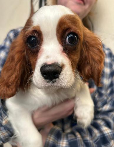 Foster cavalier king sales charles spaniel