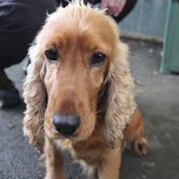 Many tears hot sale cocker spaniel